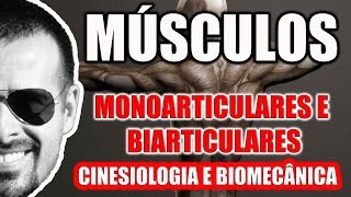 Músculos Monoarticulares e Biarticulares  Sistema Muscular  Cinesiologia  VideoAula 094 [upl. by Yatnohs799]