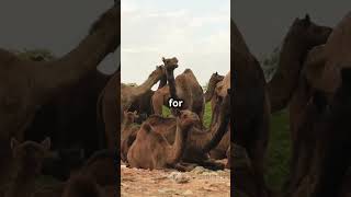 The Secret Sleep Habits of Camels shorts camels entertainment [upl. by Shinberg]