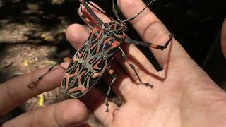 Giant Harlequin Beetle  Acrocinus longimanus [upl. by Notgnillew]