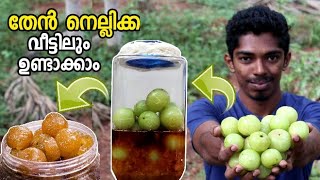 തേൻ നെല്ലിക്ക വീട്ടിൽ ഉണ്ടാക്കിയാലോ 🍯 Honey Gooseberry  Then Nellikka [upl. by Clementina]