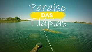 PARAÍSO DAS TILÁPIAS  ATASUB [upl. by Emmit]