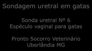 Sondagem vesical em gatas [upl. by Ellenig]