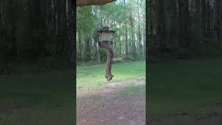 Squirreling around wildfloridasquirrel squirrels animal nature animallover animalshorts bird [upl. by Kciv]