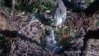 Sea EagleCAM Bielik białobrzuchy Sydney  karmienie SE33 SE34 nie jest głodny 2024 09 02 [upl. by Yendroc]