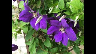 Clématite Clematis jackmanii Superba ou Gipsy Queen Les grandes fleurs sinclinent [upl. by Nitsu]