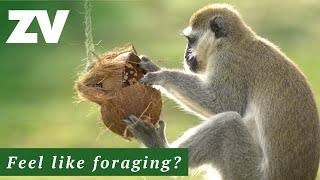 Vervet Monkeys love to forage for treats [upl. by Lucchesi]