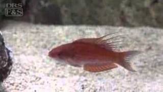 Filamented Flasher Wrasse Paracheilinus filamentosus  LiveAquariacom [upl. by Chlores]