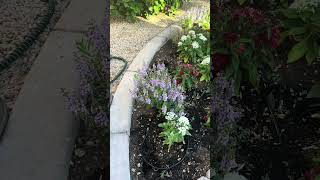 Planting Angelonia amp Pentas red white and blue theme garden [upl. by Macintyre917]