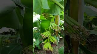 Banana King  Banana Farming shorts banana agriculture fruit [upl. by Charmion]