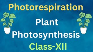 Photorespiration  Photosynthesis  Class 12 photorespiration C2cycle [upl. by Bohrer493]