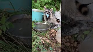 Raccoon Tries to Clean Cotton Candy  ViralHog [upl. by Trebma]