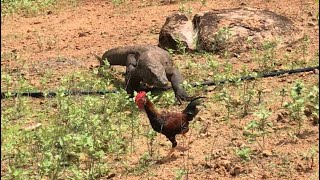 New🔝how komodo dragons hunt rooster and immediately swallow them [upl. by Ahsuatal126]