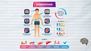 HOMEOSTASIS DEFINITION MEDICAL DICTIONARY [upl. by Montana]