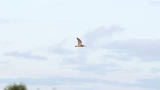 Curlew chick guarding behaviour [upl. by Harat]