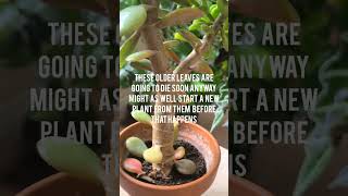 This is how easy it is to propagate jade plants [upl. by Thekla723]