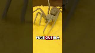 ESSA ARANHA DÁ MEDO [upl. by Wickner257]