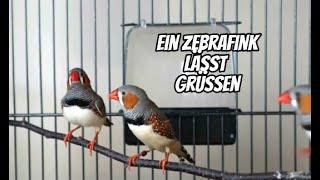 Gruß eines Zebrafinken aus dem Jenseits durch das Medium Jamie Lee an mich [upl. by Anneg]