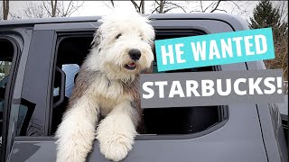 Our Old English Sheepdog wanted a puppacino [upl. by Mas24]