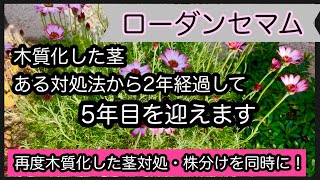 ローダンセマムの株分け・木質化対策・植え替え5年目の株ガーデニング [upl. by Yrro]