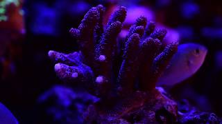 SPS and Acropora coral growth [upl. by Soma]