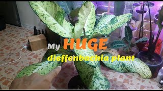 My dieffenbachia plants including a very HUGE one [upl. by Marba]