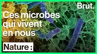 Le microbiote des bactéries indispensables à notre bienêtre [upl. by Lisle935]