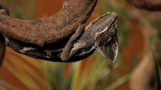 7 Cool Facts about Chameleons  Pet Reptiles [upl. by Galanti]