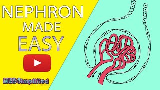 NEPHRON Structure amp Function Made Easy  Human Excretory System Simple Explanation [upl. by Lacagnia361]