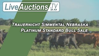 Trauernicht Simmental Nebraska Platinum Standard Bull Sale [upl. by Sackman443]