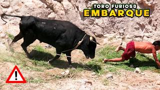 🐂 EMBARQUE DE TOROS 𝔹ℝ𝔸𝕍𝕆S ⚠️ GANADERIA MALDONADO 2024 🔥 [upl. by Sheya402]