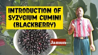 Introduction of Syzygium Cumini Jambolan  By Dr MR Ahmad [upl. by Linzy]