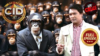 Monkey Mob के आतंक ने किया CID की नाक में दम  CID  सीआईडी  Latest Episode  9 Dec 2024 [upl. by Anaitat]