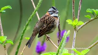 Rufouscollared Sparrow Zonotrichia capensis [upl. by Farah]