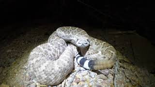 Hunting Rattlesnakes in Arizona [upl. by Ijan]