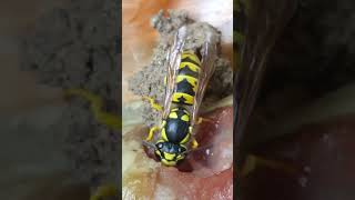 what is doing Green Waspnatureinsectsfunnynatureinsects [upl. by Bernj]