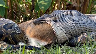 Video of the Day Burmese python eats deer [upl. by Dloreh]