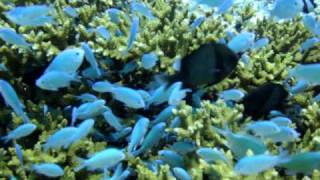 Chromis viridis Damselfishes [upl. by Getraer6]