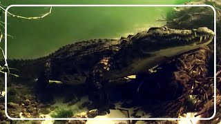 Cameras Follow Nile Crocodiles Underwater [upl. by Aleacem]