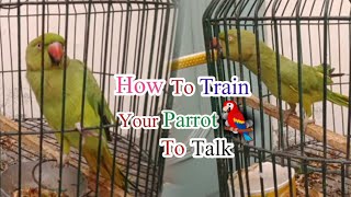 How To Teach Your Parrot To Talk  Talking Parrot [upl. by Olegnaid]