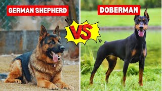 German Shepherd vs Doberman [upl. by Eisseb]