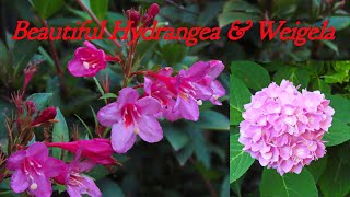 Beautiful Hydrangea amp Weigela [upl. by Ajnin]