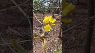 Handroanthus chrysanthus ornamental [upl. by Hali]