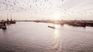 Le port dAnversBruges prend le cap de la réduction des émissions de CO2 [upl. by Beilul536]