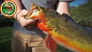 Catching Giant Butterfly Peacock Bass In South Florida [upl. by Jagir]