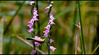 A Wild Orchid Weed of Southern Japan Spiranthes sinensis [upl. by Annelak501]