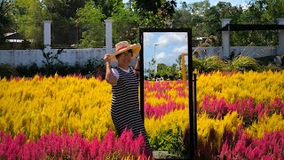 Summer Blooms at Ina Farmers Learning Site amp Agri Farm Barotac Nuevo Iloilo [upl. by Alleras]