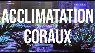 Acclimatation de nos coraux [upl. by Atnicaj541]