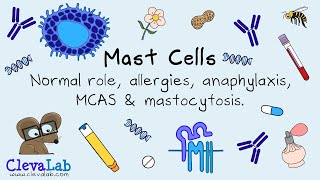 Mast Cells  Normal Role Allergies Anaphylaxis MCAS amp Mastocytosis [upl. by Yliab]