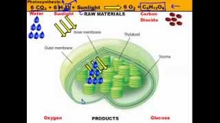 A Quick Review Photosynthesis In The Chloroplast Basic Overview [upl. by Brandenburg878]