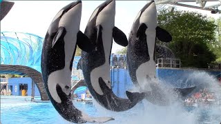 Orca Encounter Full Show  SeaWorld Orlando  April 8 2021 [upl. by Eiramlatsyrk]